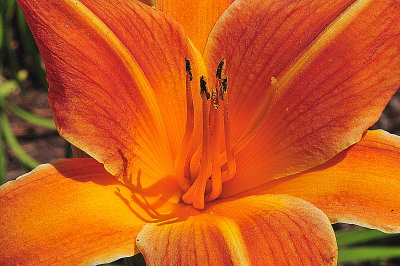 RGD_1111 HDR.jpg...........THE EVER LOVING LILY