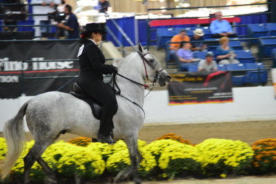 At the Paso Fino Horse show 10/05/2013 at The Kentucky Horse Park