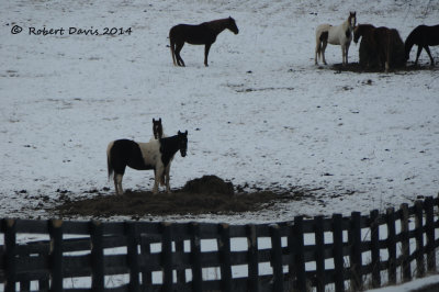 HORSES FEEDING IN THE SNOW