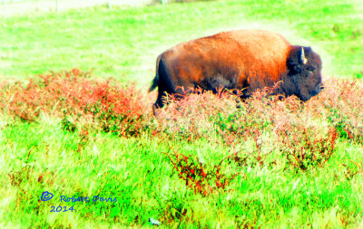 The Buffalo in Kentucky