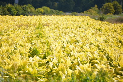 RIPE TOBACCO GROWING IN THE FIELDS OF KY