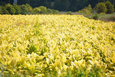 RIPE TOBACCO GROWING IN THE FIELDS OF KY 