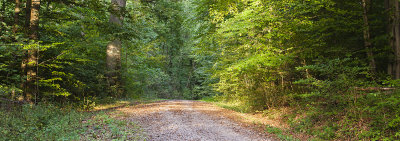 evening light in the forest