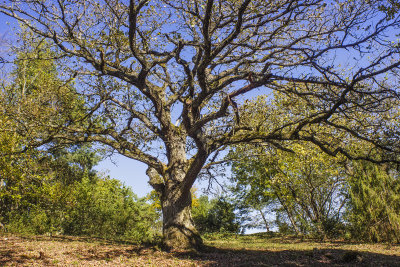 OLD OAK TREE - PROTECTED MONUMENT