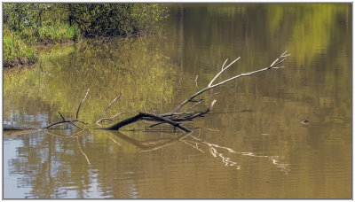 Beaver Land