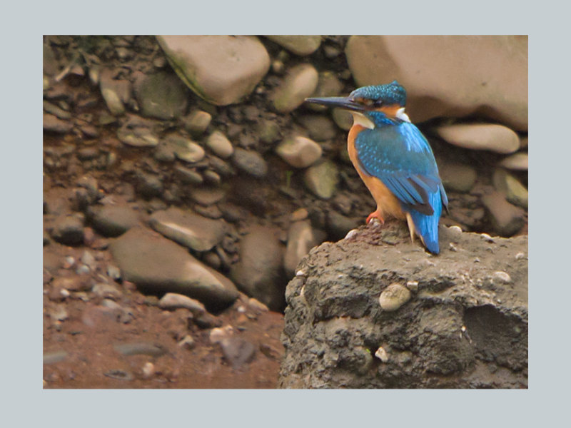 Male keeping guard on the nest.