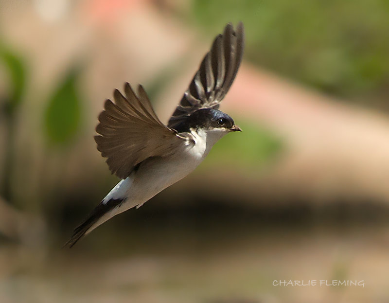 House Martin