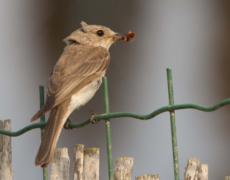 Spotted Flycatcher