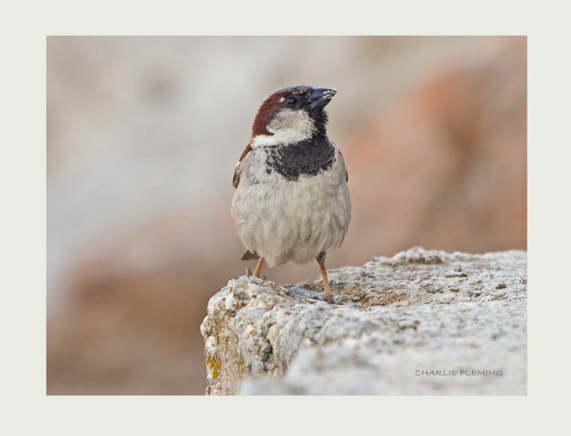 House Sparrow