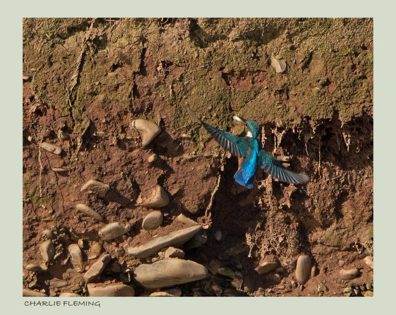 Kingfisher