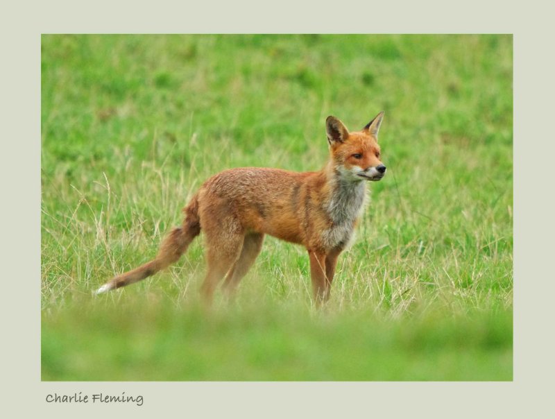 Red fox (Vulpes vulpes)