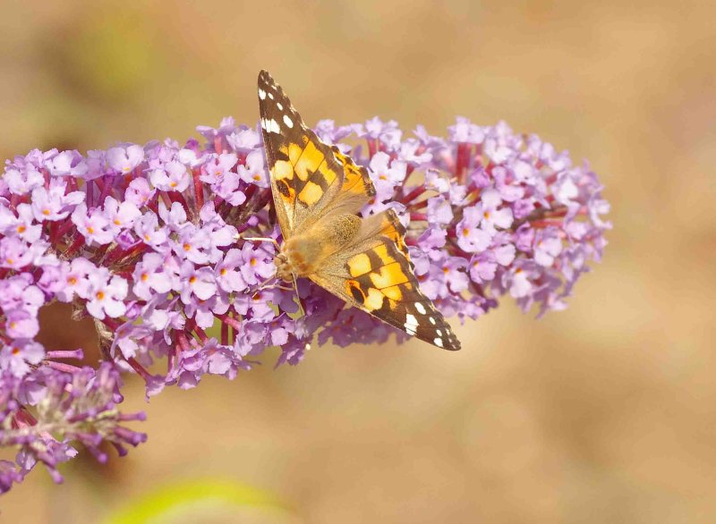 Painted Lady