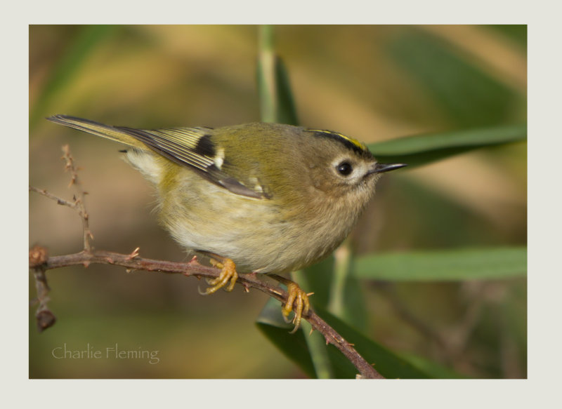 Goldcrest