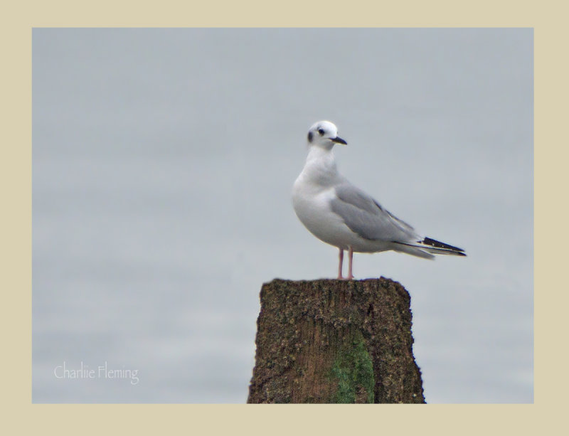 Bonapartes Gull -Dawlish Warren