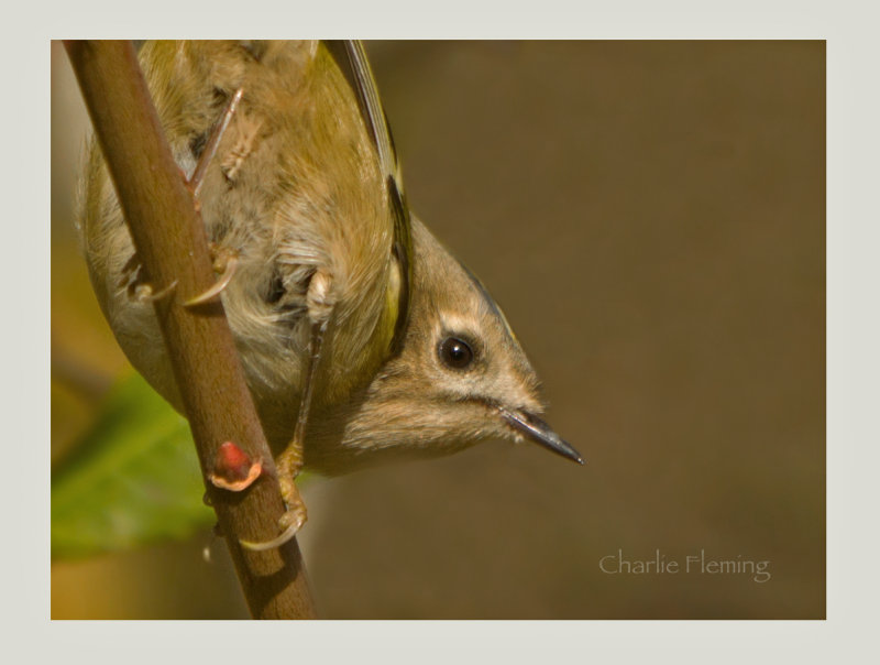 Goldcrest