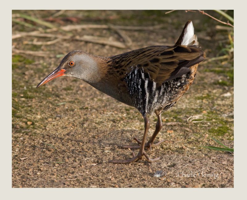 Water Rail - Rallus aquaticus