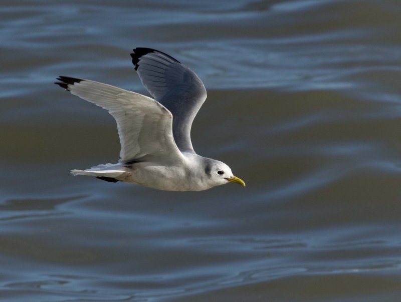 Kittiwake