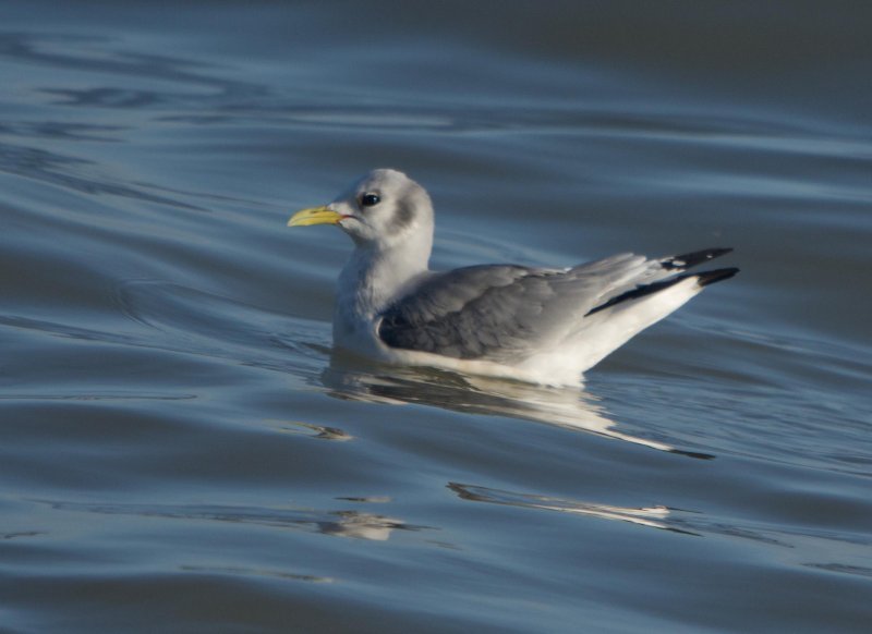 Kittiwake