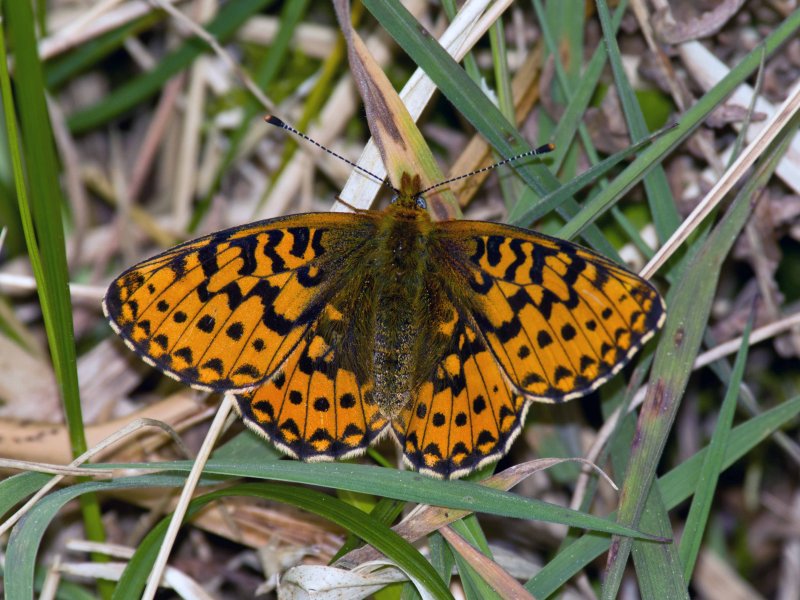 Pearl bordered Fritillary