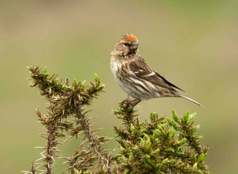 Lesser Redpoll