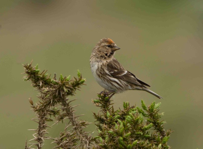 Lesser Redpoll