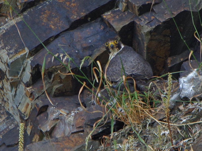 Peregrine