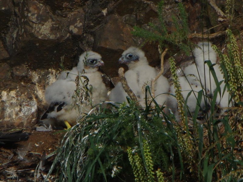 Peregrine