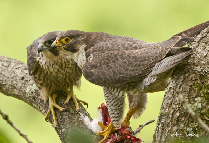 Peregrine