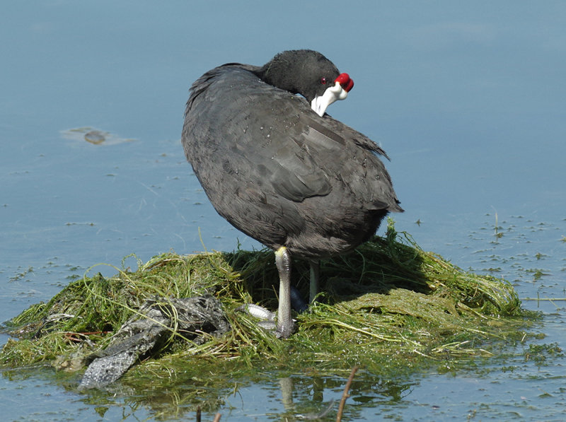 Red knobbed Coot.