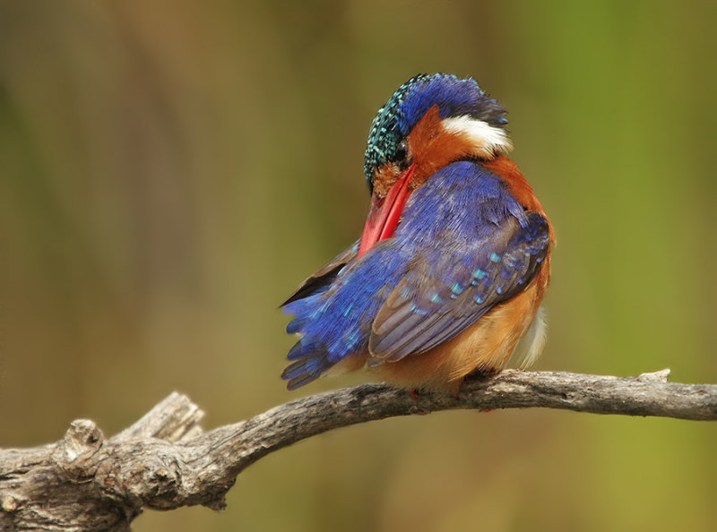 Malachite Kingfisher