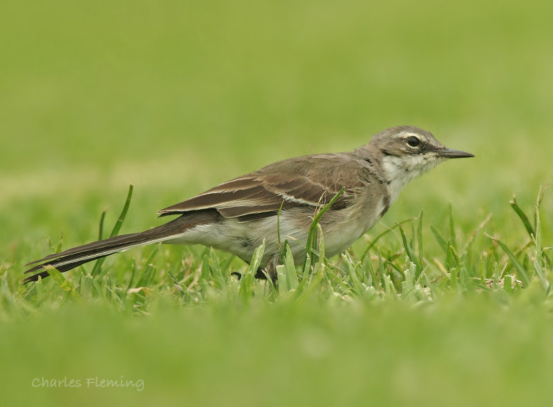 Cape Wagtail