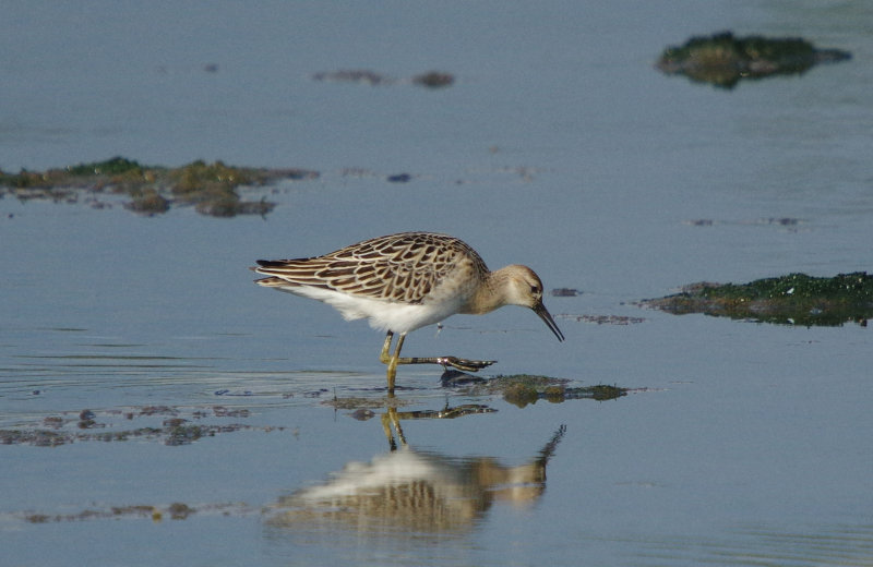 Ruff - Philomachus pugnax