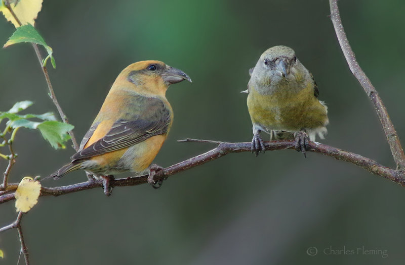 Crossbill Pair