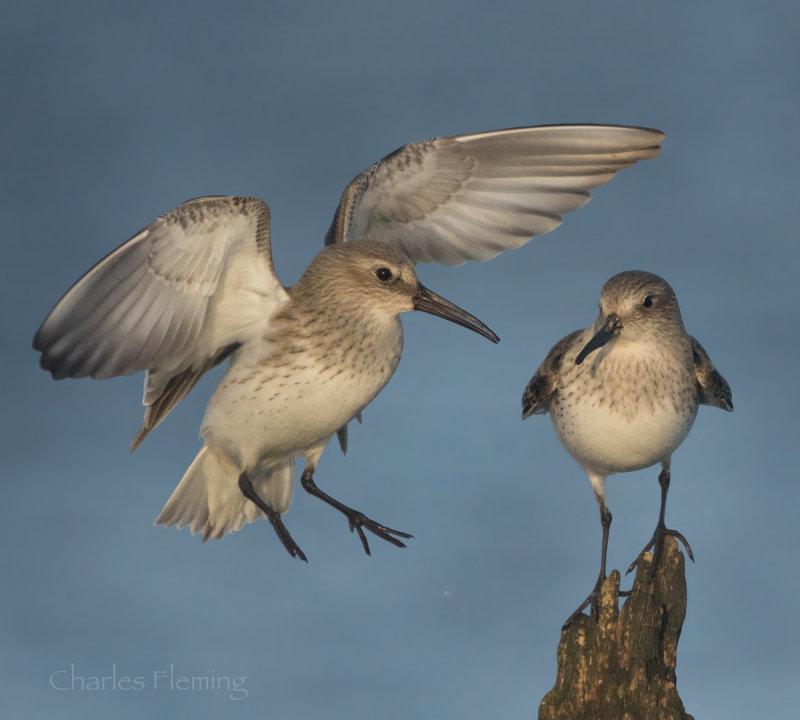 Dunlin