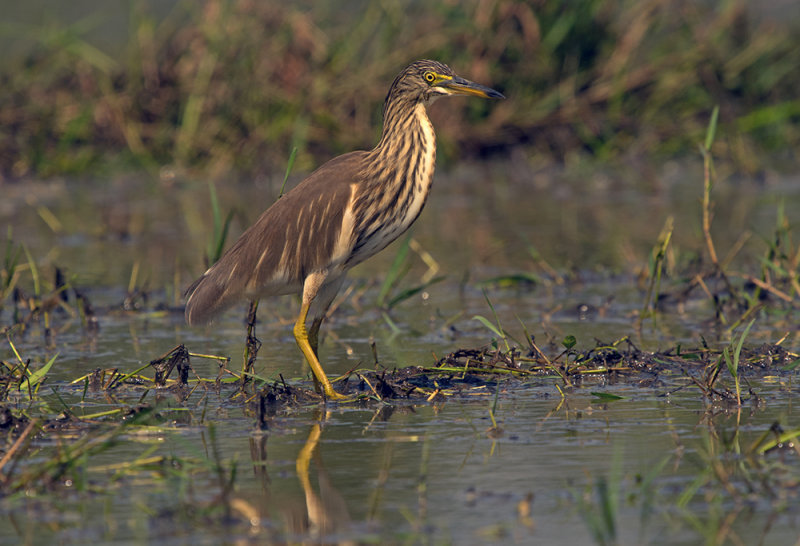 Indian Pond Heron