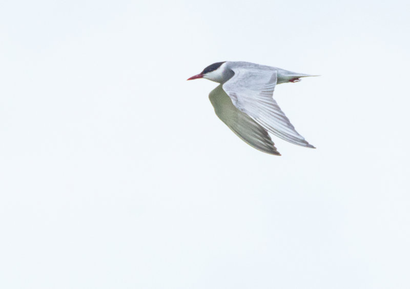 Whiskered Tern