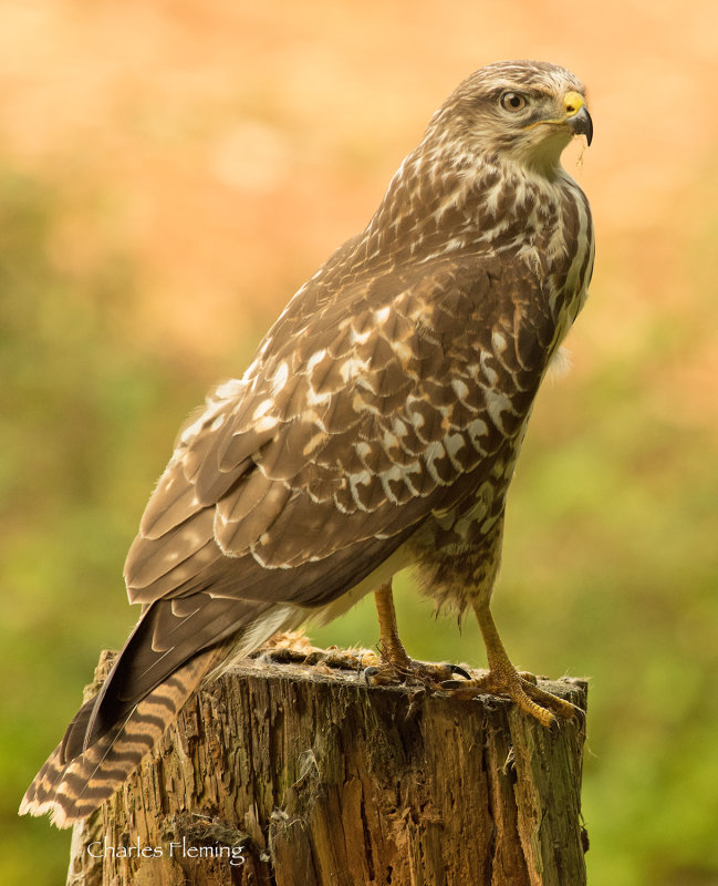 Buzzard