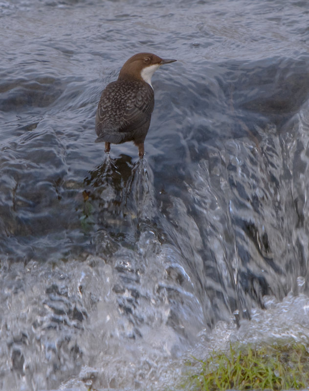 Dipper