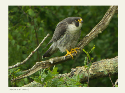 Peregrine Falcon-Falco peregrinus (male)