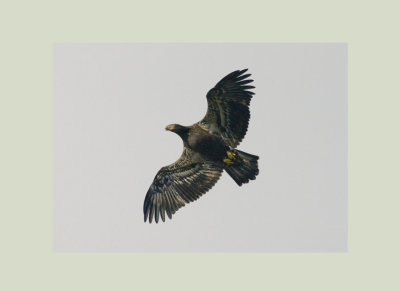 Bald Eagle -  Haliaeetus leucocephalus