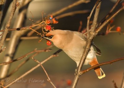 Bohemian Waxwing -Bombycilla garrulus