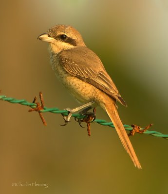 Brown Shrike (lanius cristatus)