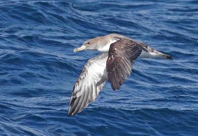 Cory's Shearwater