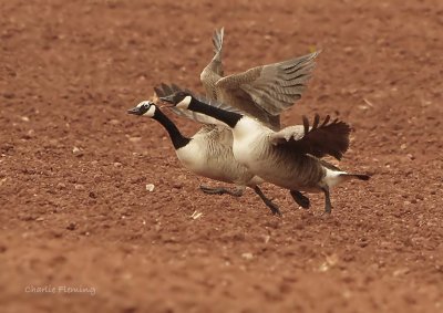 Canada Goose