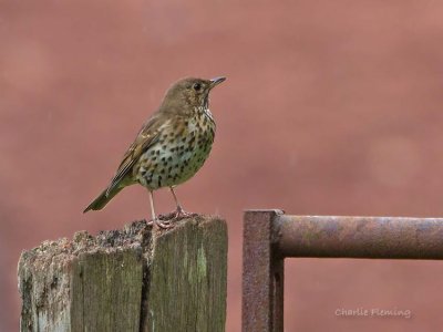 Song Thrush