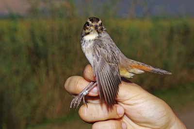 Bluethroat