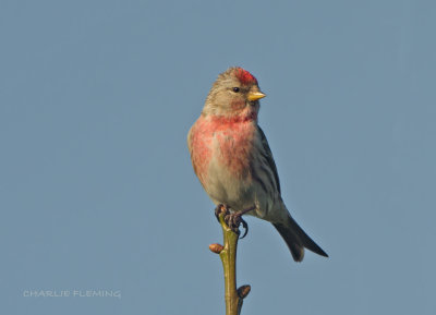 Lesser Redpoll