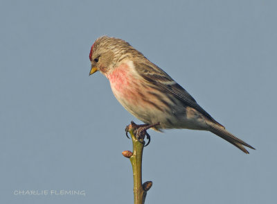 Lesser Redpoll