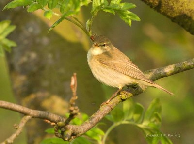 Willow Warbler