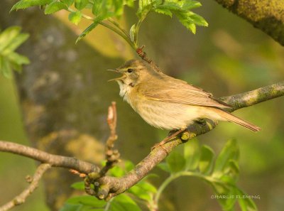 Willow Warbler